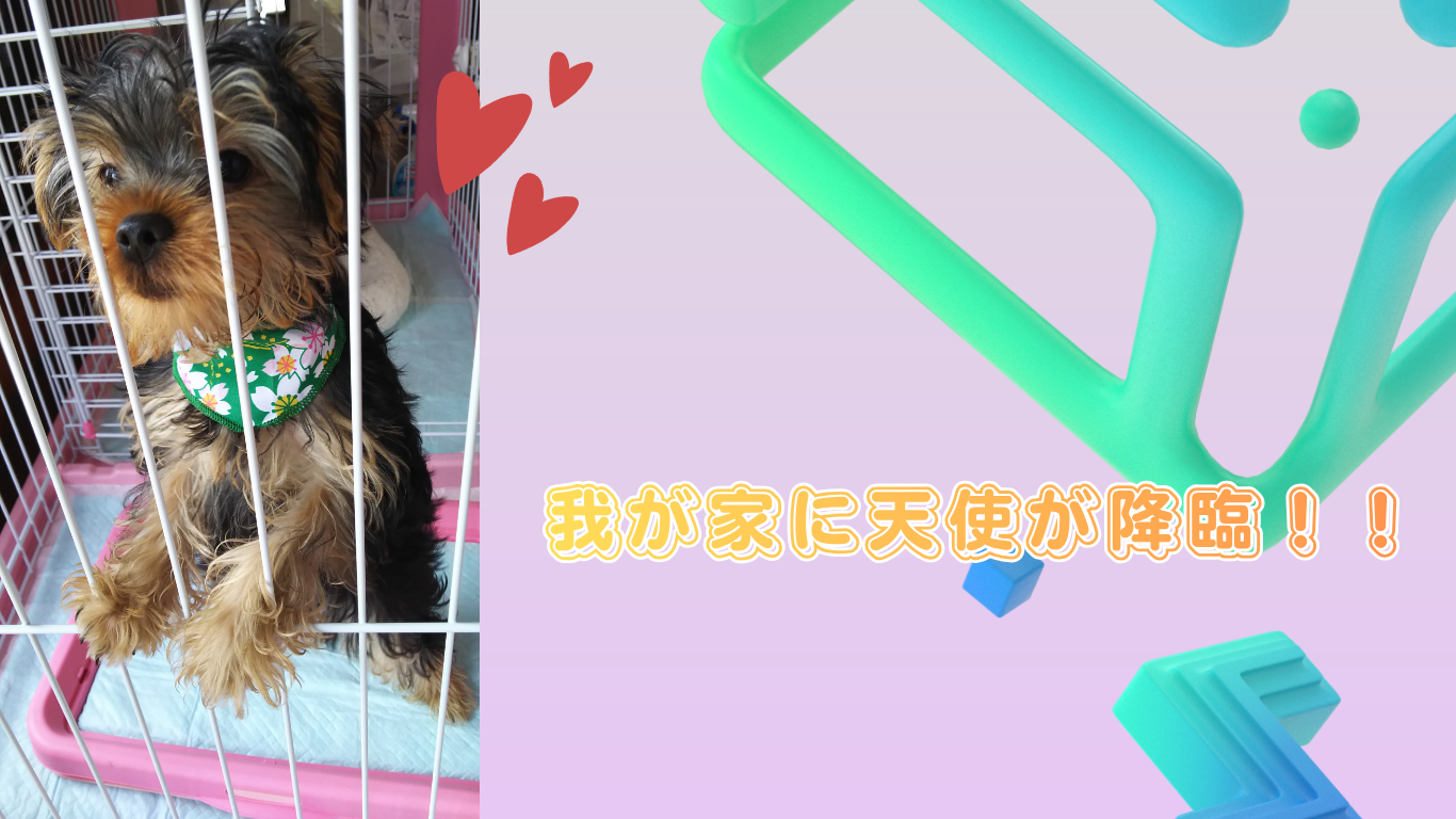天使降臨！